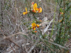 Pultenaea cinerascens