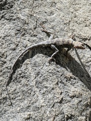 Petrosaurus mearnsi