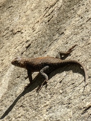 Sceloporus orcutti