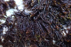 Andreaea