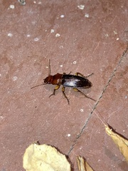 Trichotichnus vulpeculus