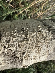 Pertusaria