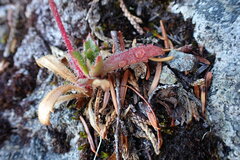 Micranthes ferruginea