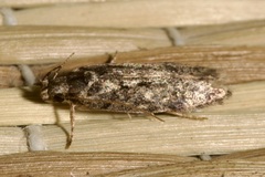 Gelechiinae
