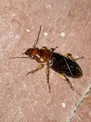 Trichotichnus vulpeculus