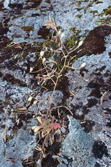 Micranthes ferruginea