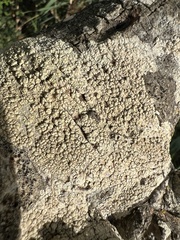 Pertusaria