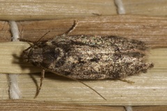 Gelechiinae