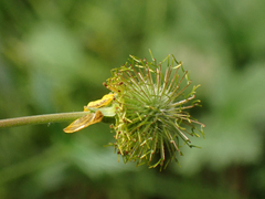 Geum macrophyllum