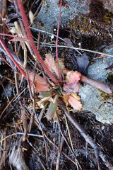 Micranthes ferruginea