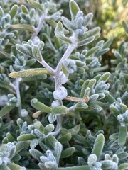 Dissocarpus paradoxus