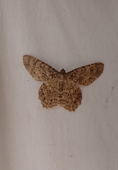 Epimecis