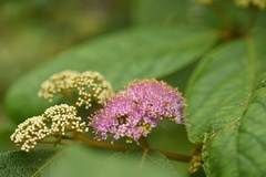 Callicarpa nudiflora