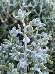 Dissocarpus paradoxus