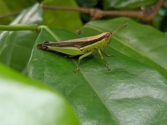 Oxya japonica