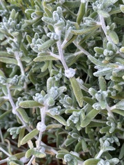 Dissocarpus paradoxus