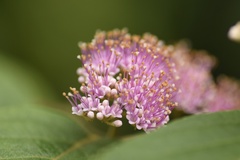 Callicarpa nudiflora