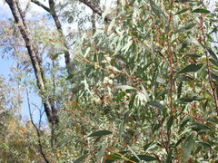 Acacia penninervis
