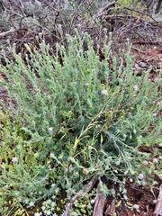 Vittadinia dissecta hirta