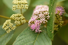 Callicarpa nudiflora