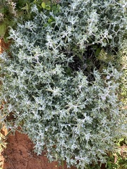 Dissocarpus paradoxus