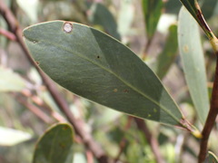 Acacia penninervis