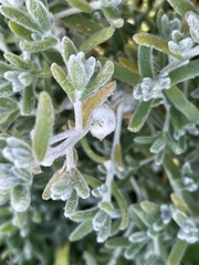 Dissocarpus paradoxus