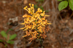 Platanthera ciliaris
