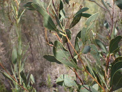 Acacia penninervis