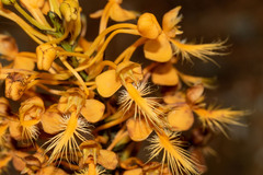 Platanthera ciliaris