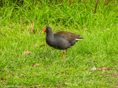 Gallinula tenebrosa