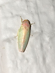 Gyponana octolineata
