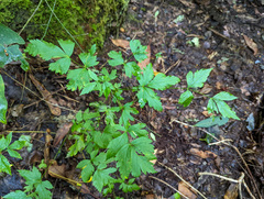 Xanthorhiza simplicissima