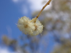 Acacia penninervis