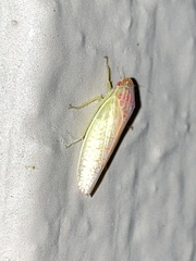 Gyponana octolineata