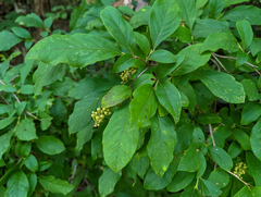 Lyonia ligustrina