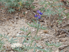 Lupinus hyacinthinus