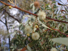 Acacia penninervis