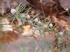 Pultenaea rosmarinifolia