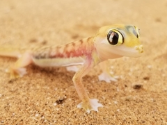 Pachydactylus rangei