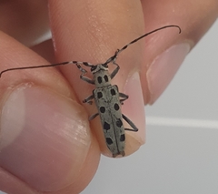 Saperda octomaculata