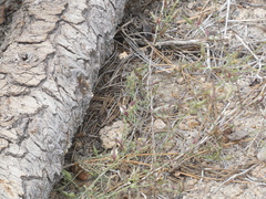 Cordylanthus nevinii