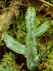 Conocephalum conicum