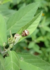 Orsilochides scurrilis