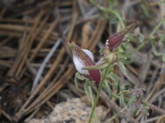 Cordylanthus nevinii