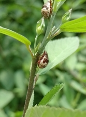 Orsilochides scurrilis