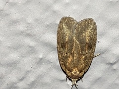Agonopterix