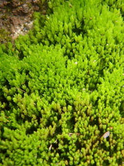 Ptychostomum pseudotriquetrum