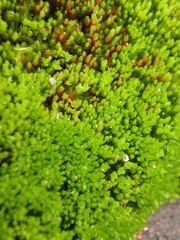 Ptychostomum pseudotriquetrum