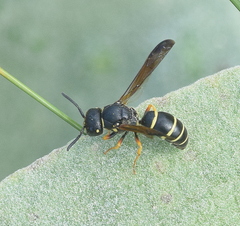 Gymnomerus laevipes